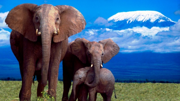 elephants-with-kili-in-the-background