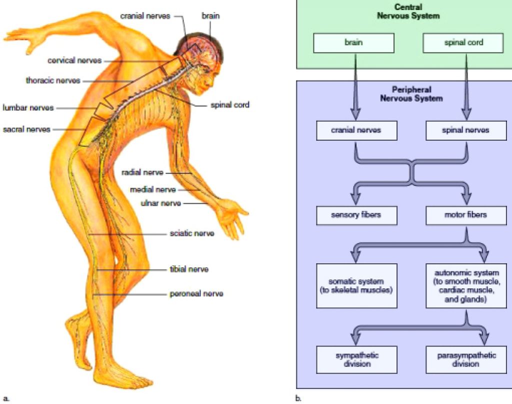 Nervous System Side Effects in Childhood Cancer | Little ... fox nervous system diagram 
